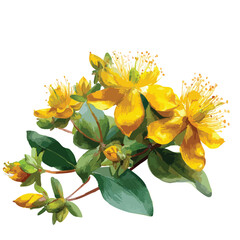 Fototapeta premium St. John's wort yellow flowers, isolated watercolor illustration