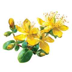Obraz premium St. John's wort yellow flowers, isolated watercolor illustration