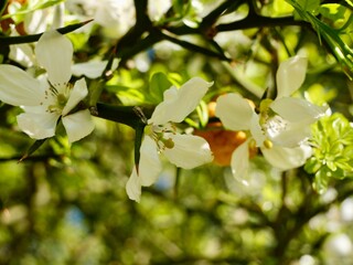 Spring flowers and past yield fruits of the trifoliate orange (Citrus trifoliata, syn. Poncirus trifoliata), Japanese bitter-orange (karatachi), hardy orange or Chinese bitter orange. Turin, Italy