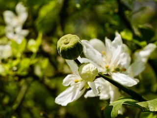 Spring flowers and past yield fruits of the trifoliate orange (Citrus trifoliata, syn. Poncirus...