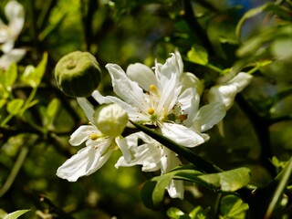 Spring flowers and past yield fruits of the trifoliate orange (Citrus trifoliata, syn. Poncirus trifoliata), Japanese bitter-orange (karatachi), hardy orange or Chinese bitter orange. Turin, Italy