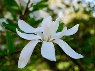 White flowers of the star magnolia (Magnolia stellata). Torino, Turin, Italy