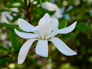 White flowers of the star magnolia (Magnolia stellata). Torino, Turin, Italy