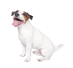 Cute Jack Russell Terrier dog sitting on white background