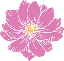 Pink cosmos flower vector clipart. Hand-drawn flower illustration