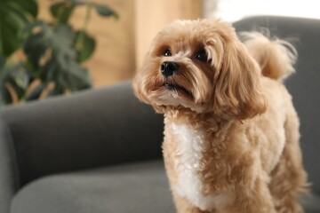 Cute Maltipoo dog on sofa at home, space for text