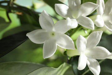 Fototapeta premium Beautiful jasmine plant with flowers on blurred background, closeup
