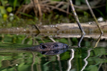 beaver in the water