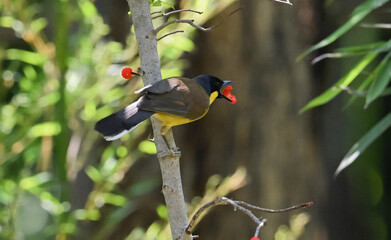 red winged blackbird