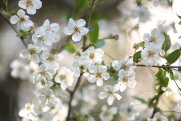 Beautiful blossoming plum tree with white flowers outdoors, closeup