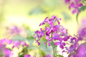 Many beautiful flowers growing outdoors in spring, closeup. Space for text