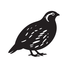 Barred buttonquail vector illustration Silhouette white Background. 