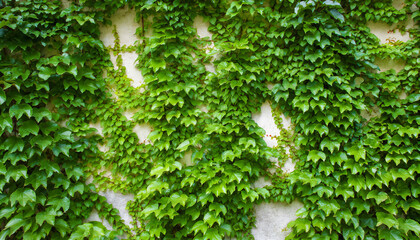 Fototapeta premium Ivy leaves climbing a wall, dense green foliage, rich organic pattern, seamless background