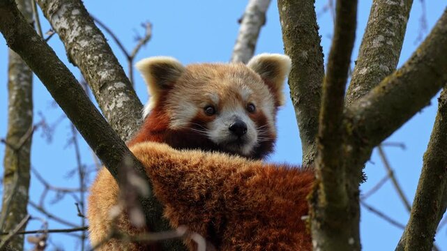 The red panda, Ailurus fulgens, also called the lesser panda and the red cat-bear sitting on a tree