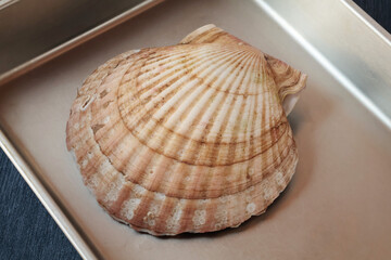 バットの中のホタテ貝
