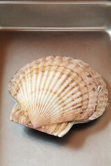 バットの中のホタテ貝
