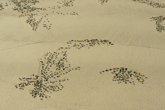 Patterns in the sand caused by crabs
