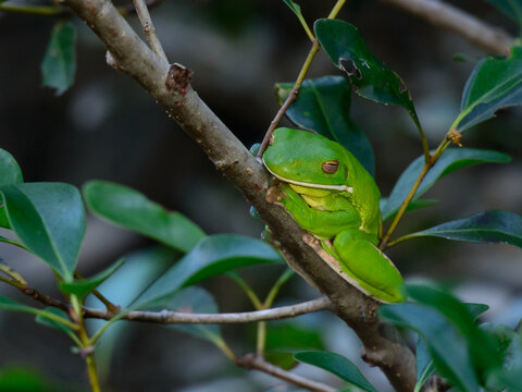 Beautiful green White Lipped Tree Frog on a tree branch