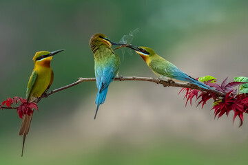 bee eater perched on a branch