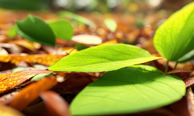 green leaves on the ground