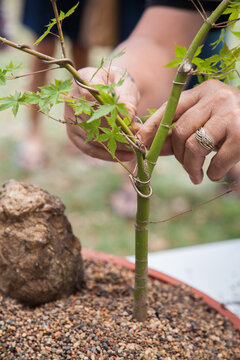 Hands twisting wire to make a bonsai tree