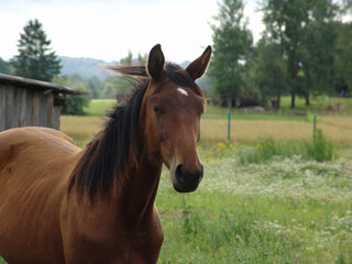 Obraz premium Chestnut horse portrait with flowing dark mane in rural pasture, green meadow, trees, hills background, peaceful farm countryside setting, equine livestock close-up view.