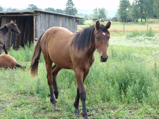 Bay horse with dark mane and legs standing in green pasture near weathered wooden barn, rural farm...