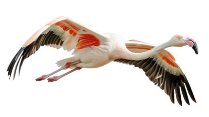 Flamingo in mid-flight with vibrant plumage gliding against a transparent background