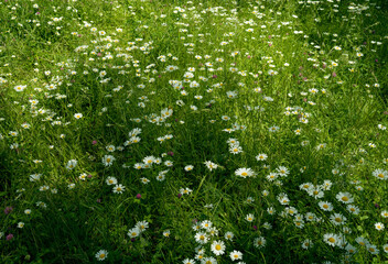 White daisies in meadow, flowers background
