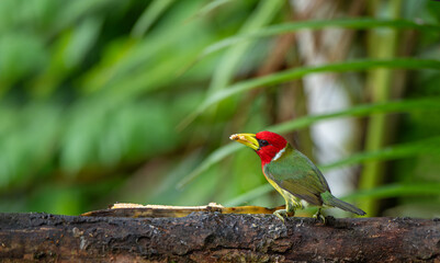 Red-headed barbet on tree branch