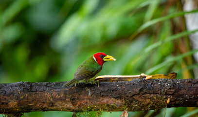 Red-headed barbet on tree branch