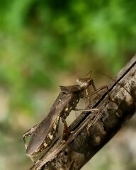 grasshopper on a branch