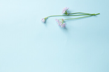 wild beautiful flowers on paper background