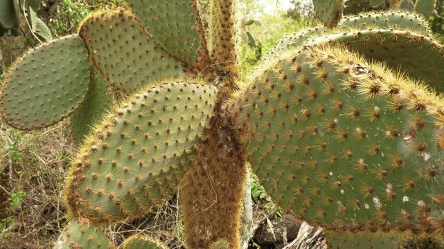 Opuntia cactus growing in San Cristobal, Galapagos Islands