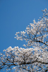 青空と桜