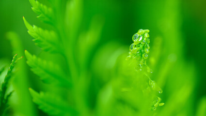 Fototapeta premium Fresh Green Fern Frond with Water Droplets in a Lush Forest Setting