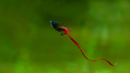colorful dragonfly on a branch