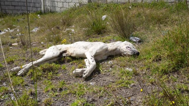 Dead dog carcass in Ecuador, South America