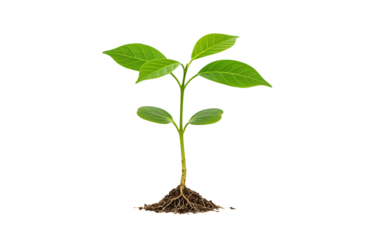 Single Green Seedling Growing from Soil, isolated on a transparent background. Representing New Life, Reforestation, and Environmental Awareness Message