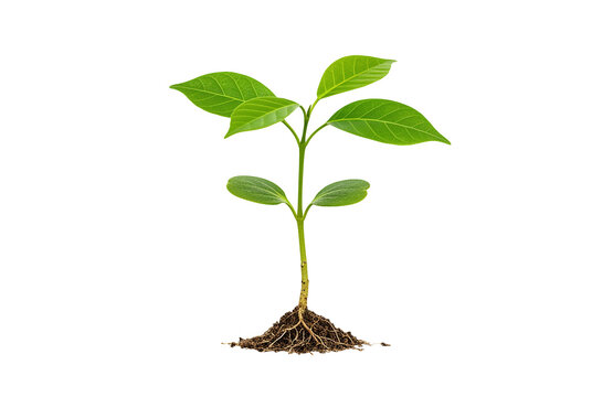 Single Green Seedling Growing from Soil, isolated on a transparent background. Representing New Life, Reforestation, and Environmental Awareness Message