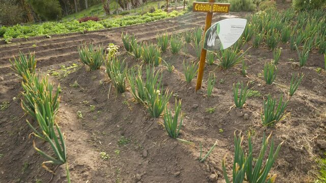 Welsh onion plants growing in Parque de la Familia in Ambato