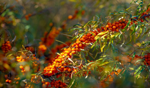 Sea buckthorn contains vitamins A, B1, B2, B6, C and other active ingredients. It may have some activity against stomach and intestinal ulcers and heartburn symptoms.