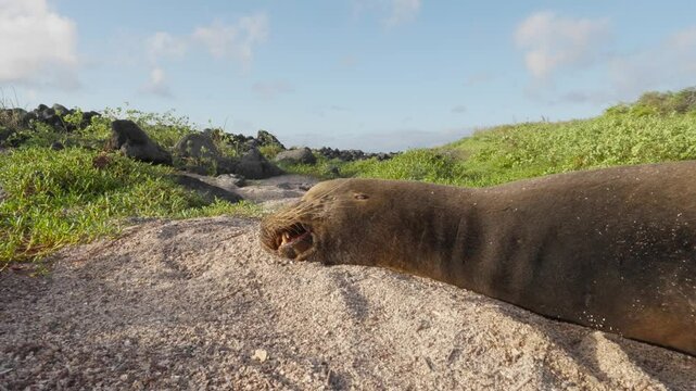 Galapagos sea lion resting on sand showing teeth
