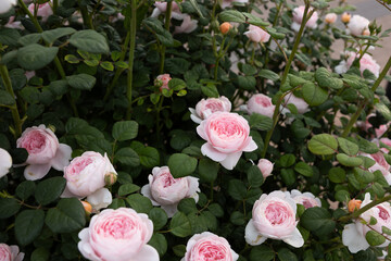 Pink rosa on bush in blooming flowers garden