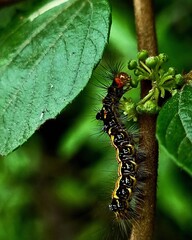 caterpillar on a leaf