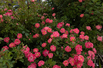 Natural background with blooming roses flowers