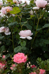 Pink rosa in blooming flowers garden
