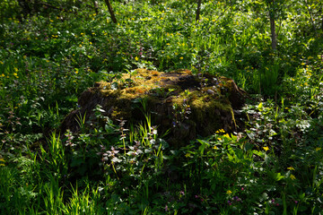 Landscape with tree trunk in spring sunny forest