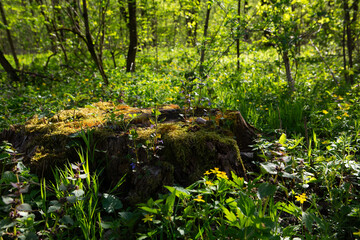 Landscape with tree trunk in spring sunny forest ecosystem recovery