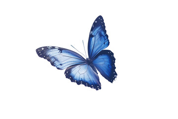Exquisite blue butterfly, in flight